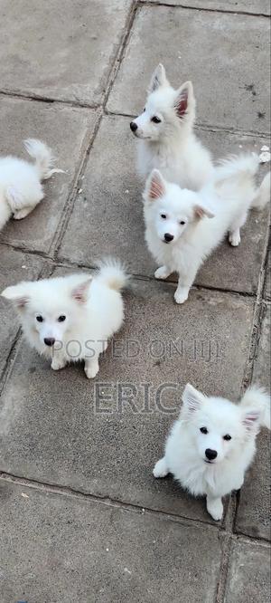 3-6 months Female Purebred Japanese Spitz