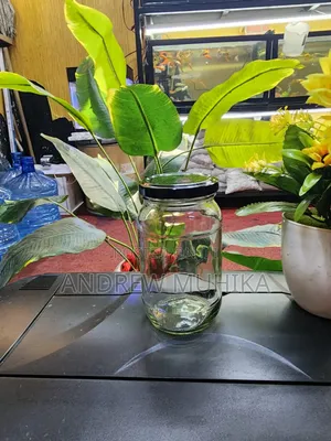 Glass Jars
