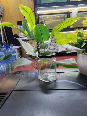 Glass Jars