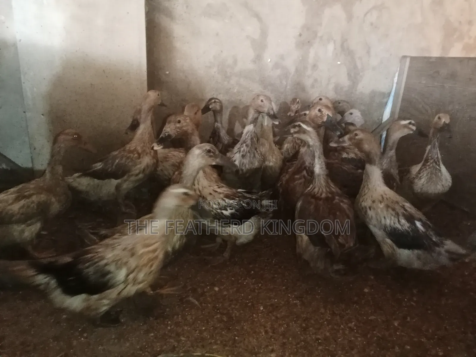Day Old to a Week Old Khaki Campbell Ducklings