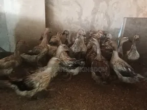 Day Old to a Week Old Khaki Campbell Ducklings