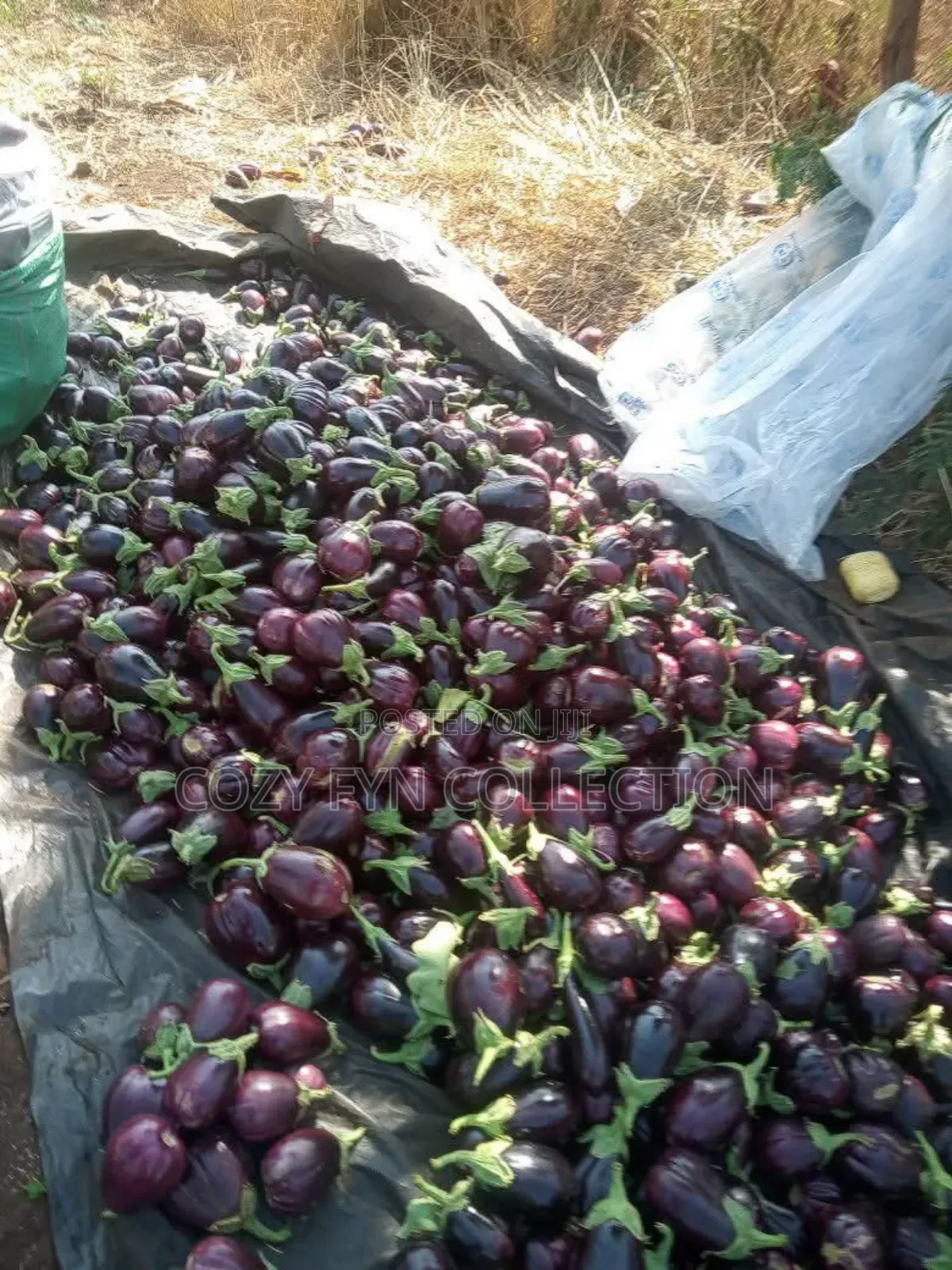 Aubergine Eggplant