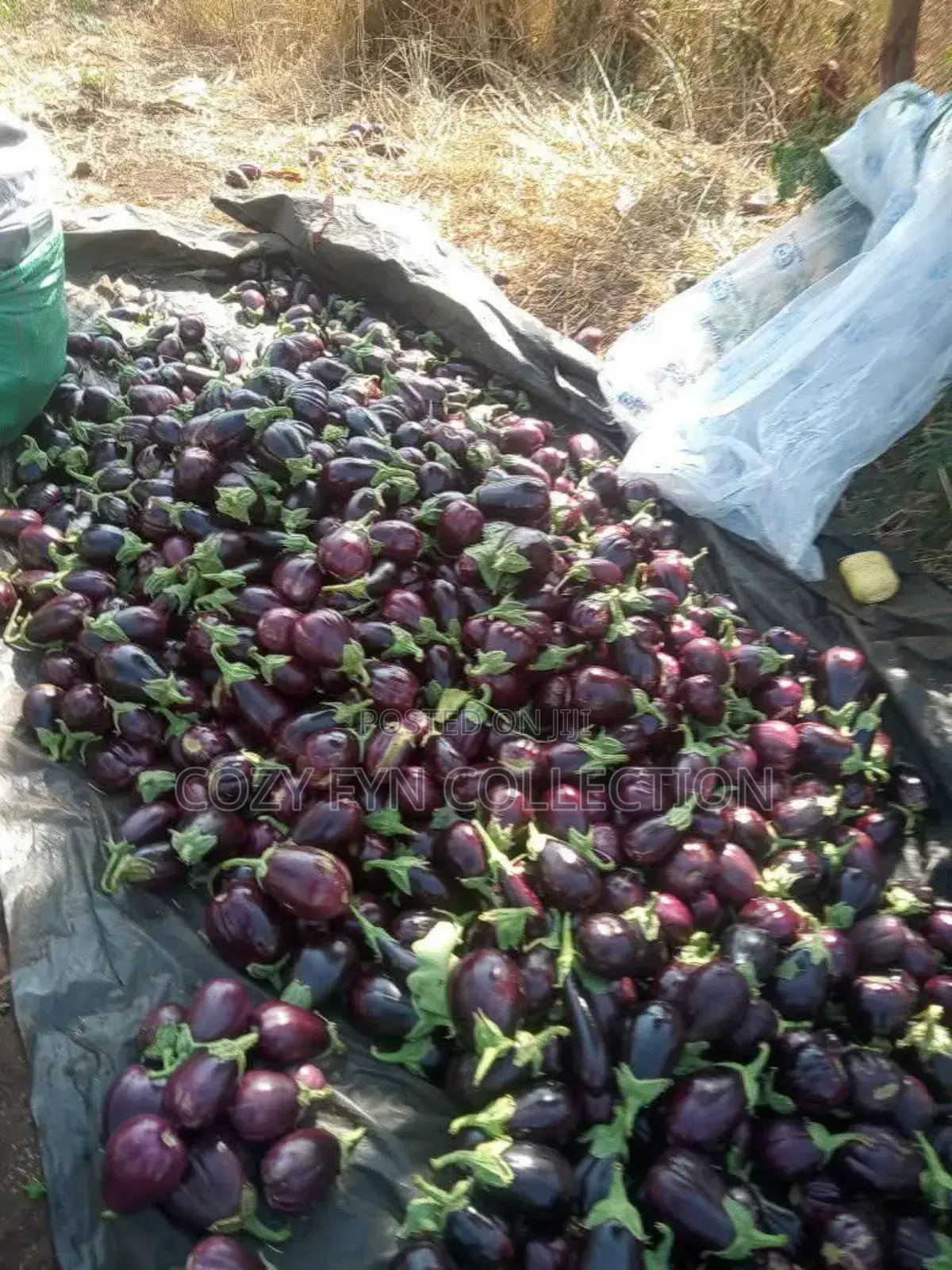 Aubergine Eggplant