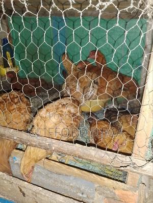 Pure Kienyeji Chicken - thumbnail 2