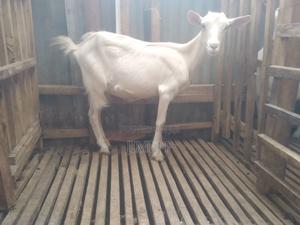 Dairy Goat Saneen - main view