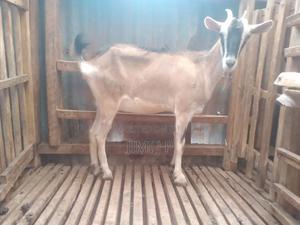 Dairy Goat - main view