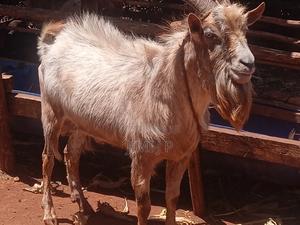 Dairy Goat-Buck - main view