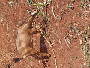 Alpine Goat - main view