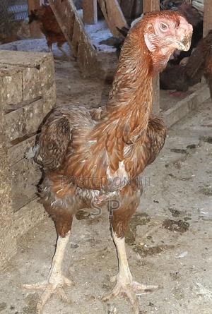 Very Huge Kuchi Female - main view