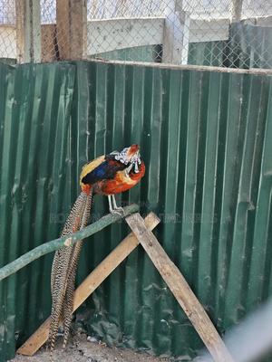 Golden Pheasants and Silver Back Pheasants - main view