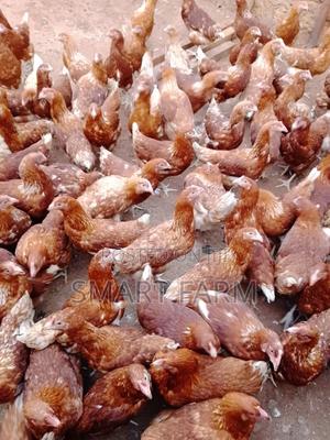 16 Weeks Old Layers - main view