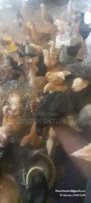 2 Months Improved Kienyeji Chicken - main view