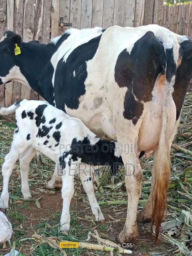 Freshian Freshly Calved - main view