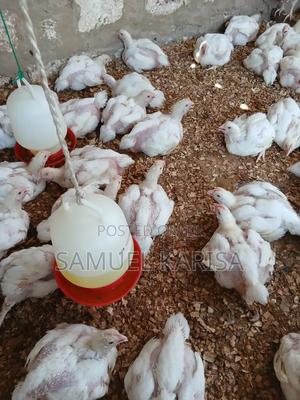 Good Quality Broiler Chicken - main view