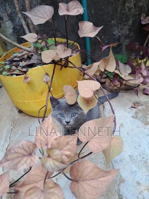 1-3 months Female Mixed Breed Russian Blue - thumbnail 2