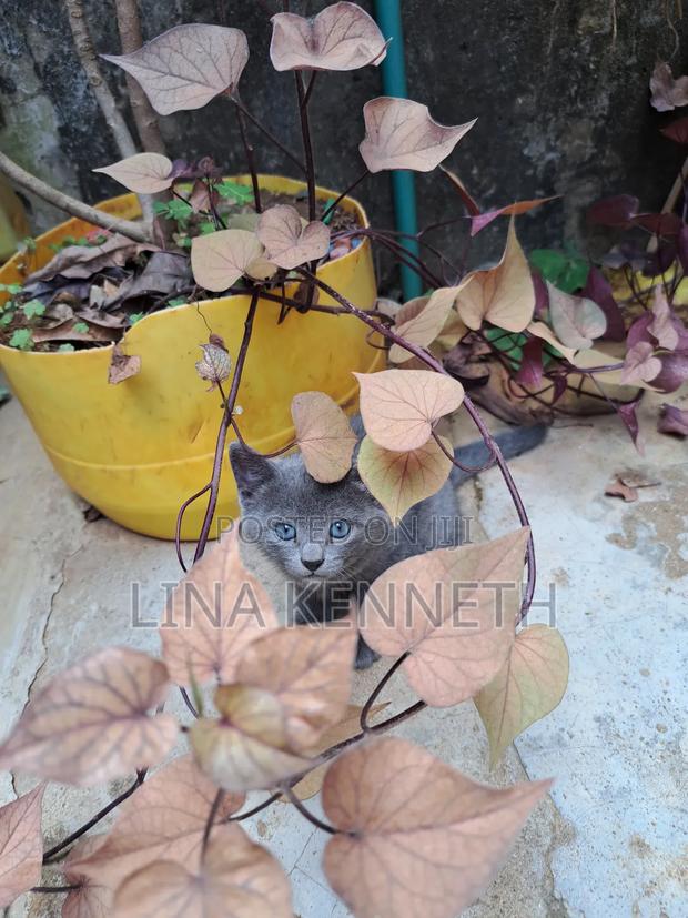 1-3 months Female Mixed Breed Russian Blue - main view