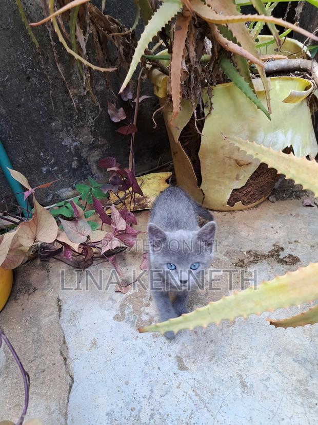 1-3 months Female Mixed Breed Russian Blue - thumbnail 3