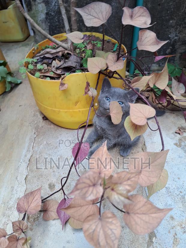 1-3 months Female Mixed Breed Russian Blue - thumbnail 4
