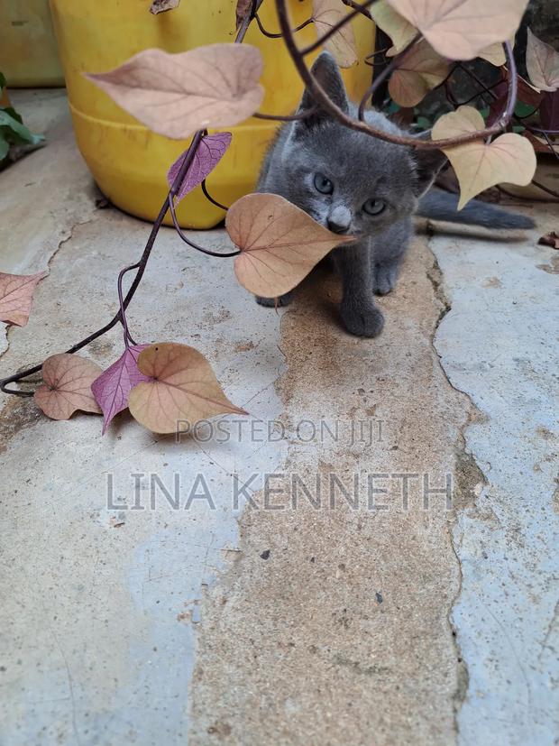 1-3 months Female Mixed Breed Russian Blue - thumbnail 5