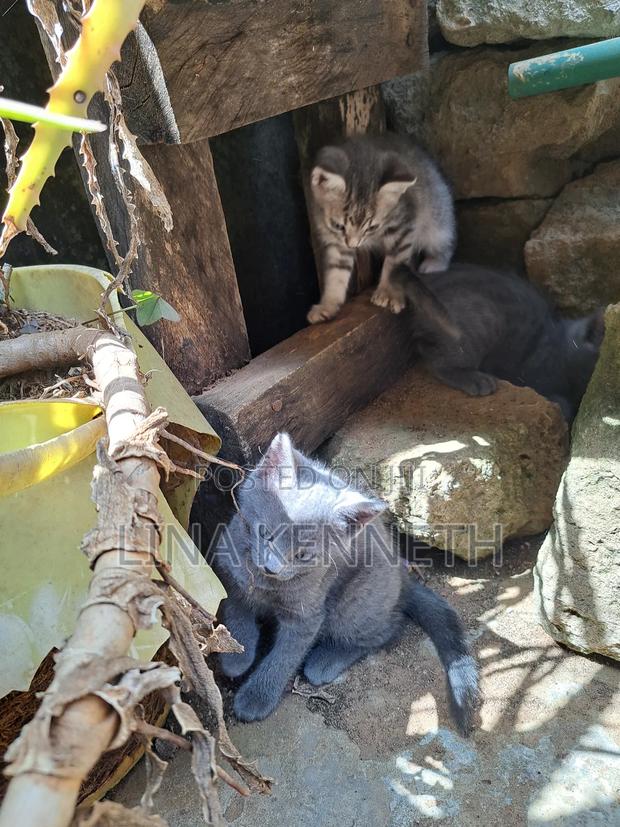 1-3 months Female Mixed Breed Russian Blue - thumbnail 6