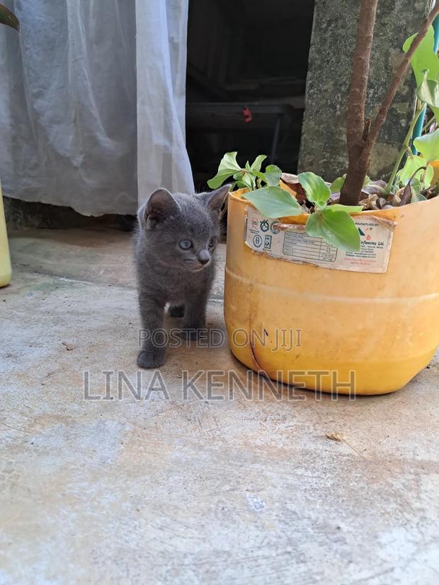 1-3 months Female Mixed Breed Russian Blue - thumbnail 10
