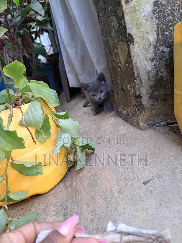 1-3 months Female Mixed Breed Russian Blue - thumbnail 11