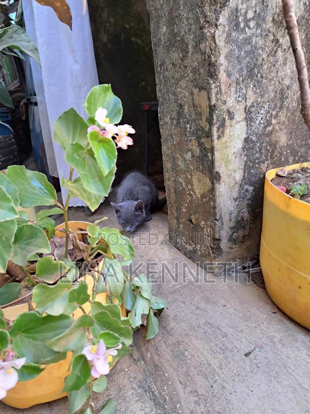 1-3 months Female Mixed Breed Russian Blue - thumbnail 12