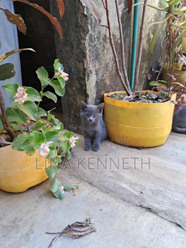 1-3 months Female Mixed Breed Russian Blue - thumbnail 13