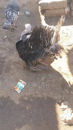 Turkey Male and Female Pair - thumbnail 2