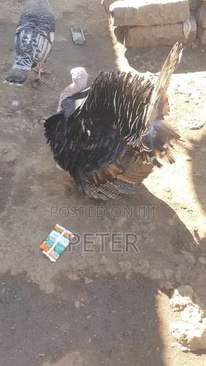 Turkey Male and Female Pair