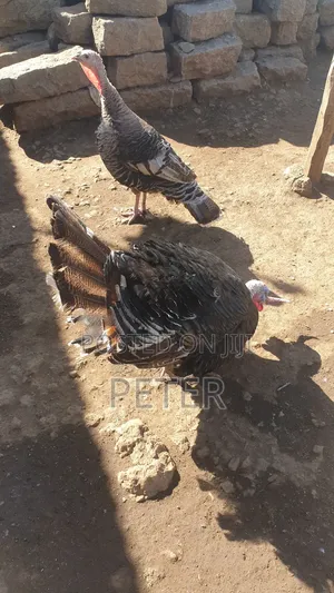Turkey Male and Female Pair