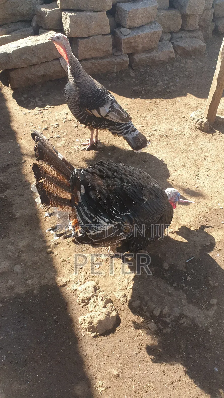Turkey Male and Female Pair