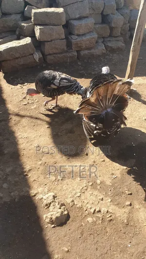 Turkey Male and Female Pair