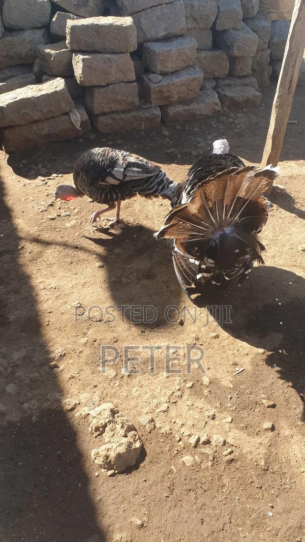 Turkey Male and Female Pair - thumbnail 4