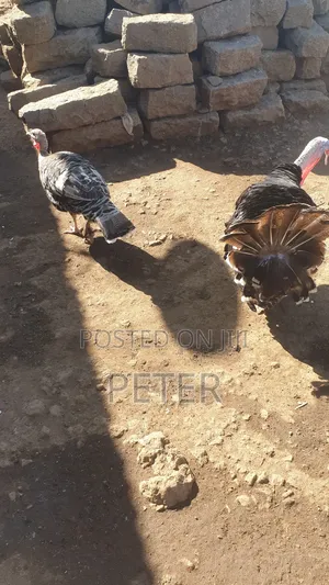 Turkey Male and Female Pair