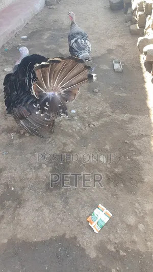 Turkey Male and Female Pair