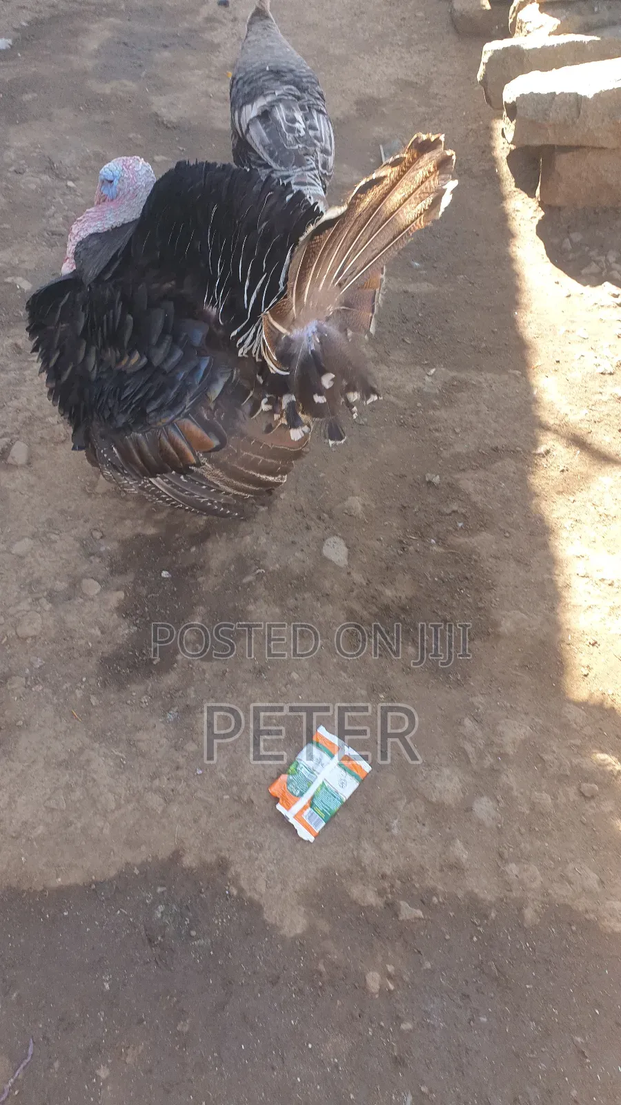 Turkey Male and Female Pair