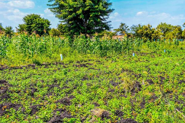 Zuri Gardens - main view