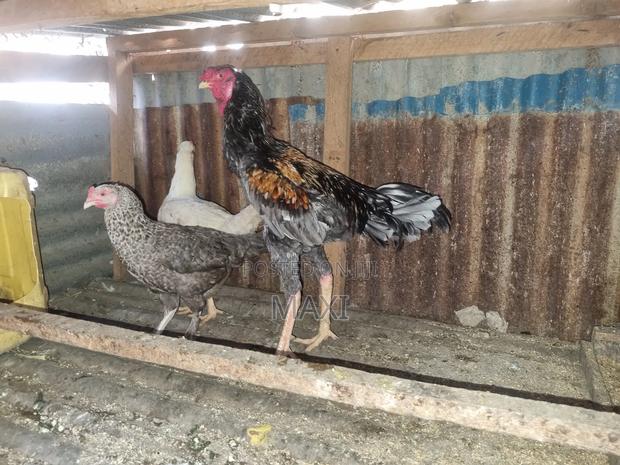 Kienyeji, Kenbro, Brahma,Bantam, Kuchi for Sale