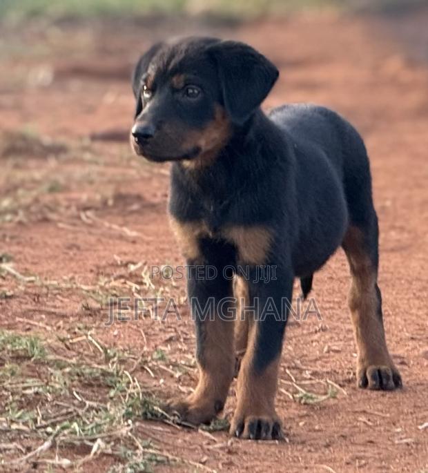 3-6 months Female Purebred Rottweiler - thumbnail 2