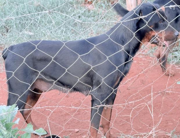 3-6 months Female Purebred Rottweiler - thumbnail 3