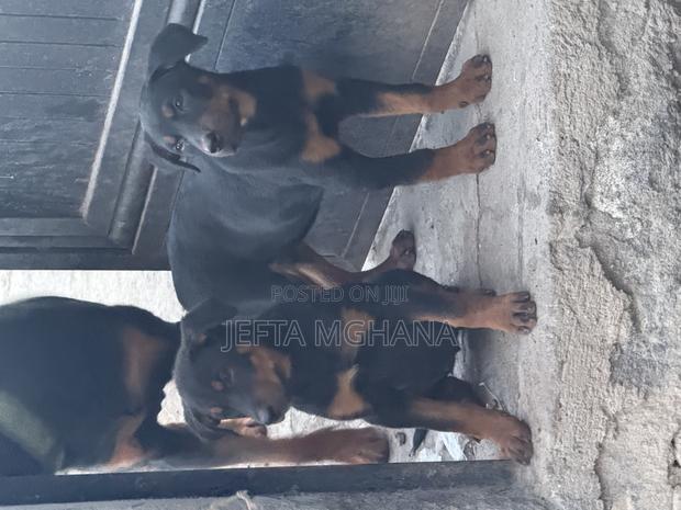 3-6 months Female Purebred Rottweiler - main view