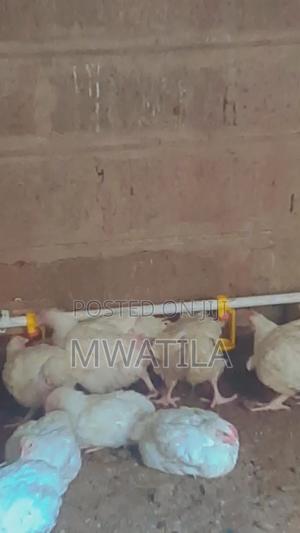 Broilers Available - main view