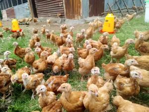 Improved Kienyeji Chicken - main view