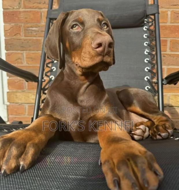 1-3 months Female Purebred Doberman Pinscher