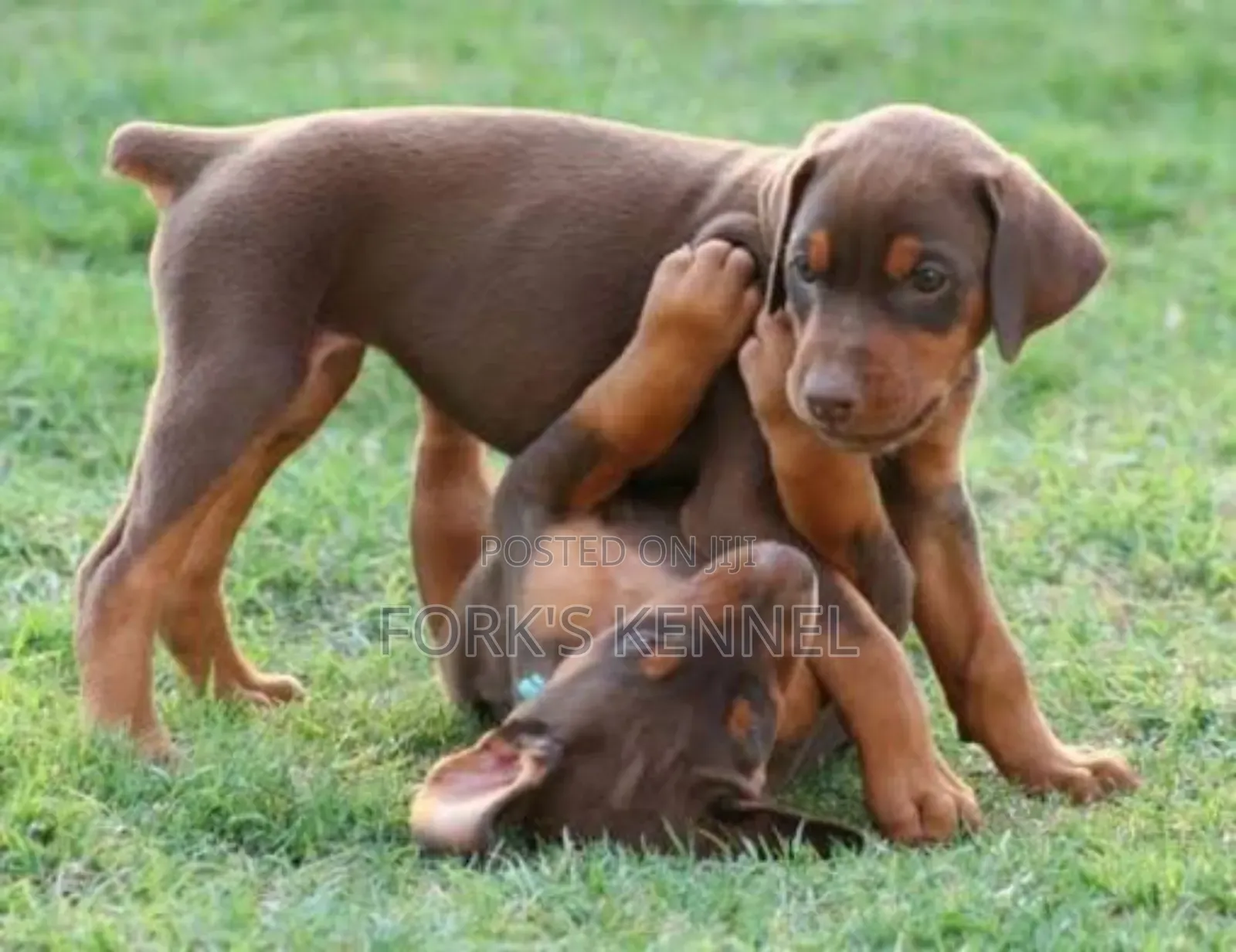 1-3 months Female Purebred Doberman Pinscher