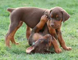 1-3 months Female Purebred Doberman Pinscher