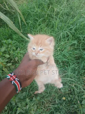 1-3 months Male Mixed Breed Persian