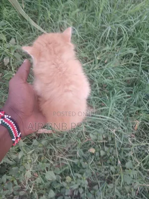 1-3 months Male Mixed Breed Persian