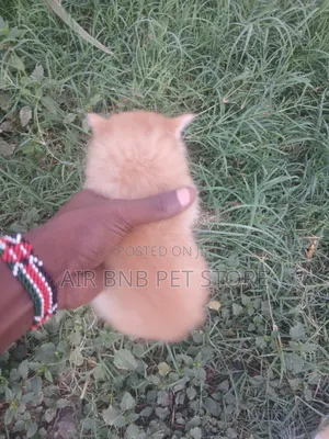1-3 months Male Mixed Breed Persian